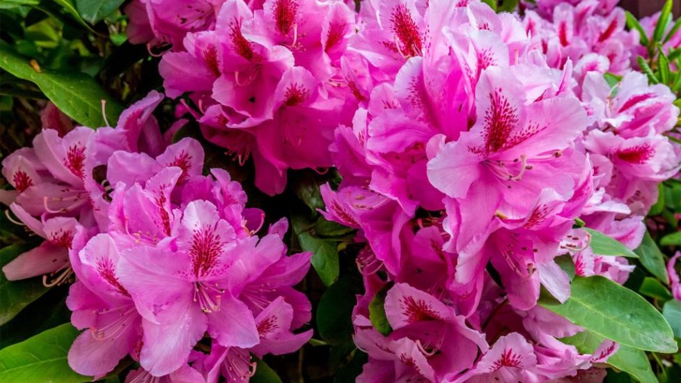 flowers-coast-rhododendron1