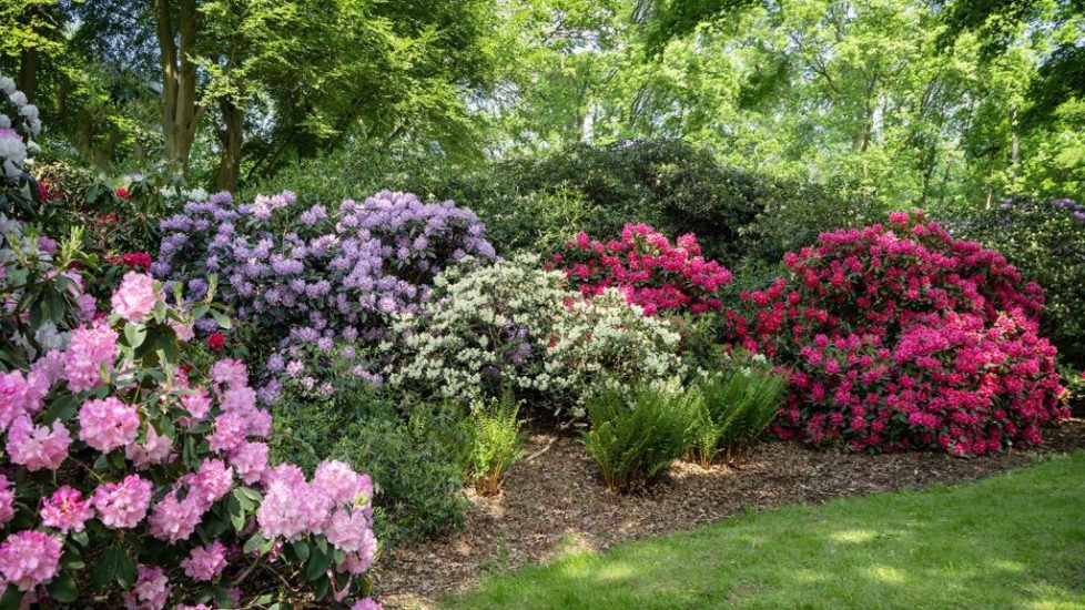 park-with-flowering-rhododendrons-in-spring